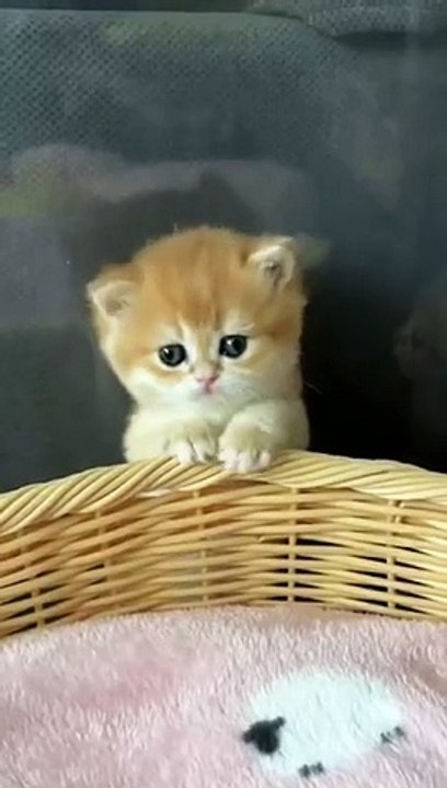 Cutest_Kittens_cuteness overloaded
