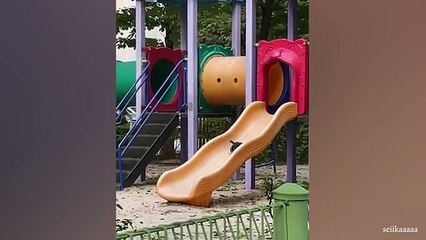 The world_s FUNNIEST CATS are here_  Funny ANIMALS videos 2024(360P)