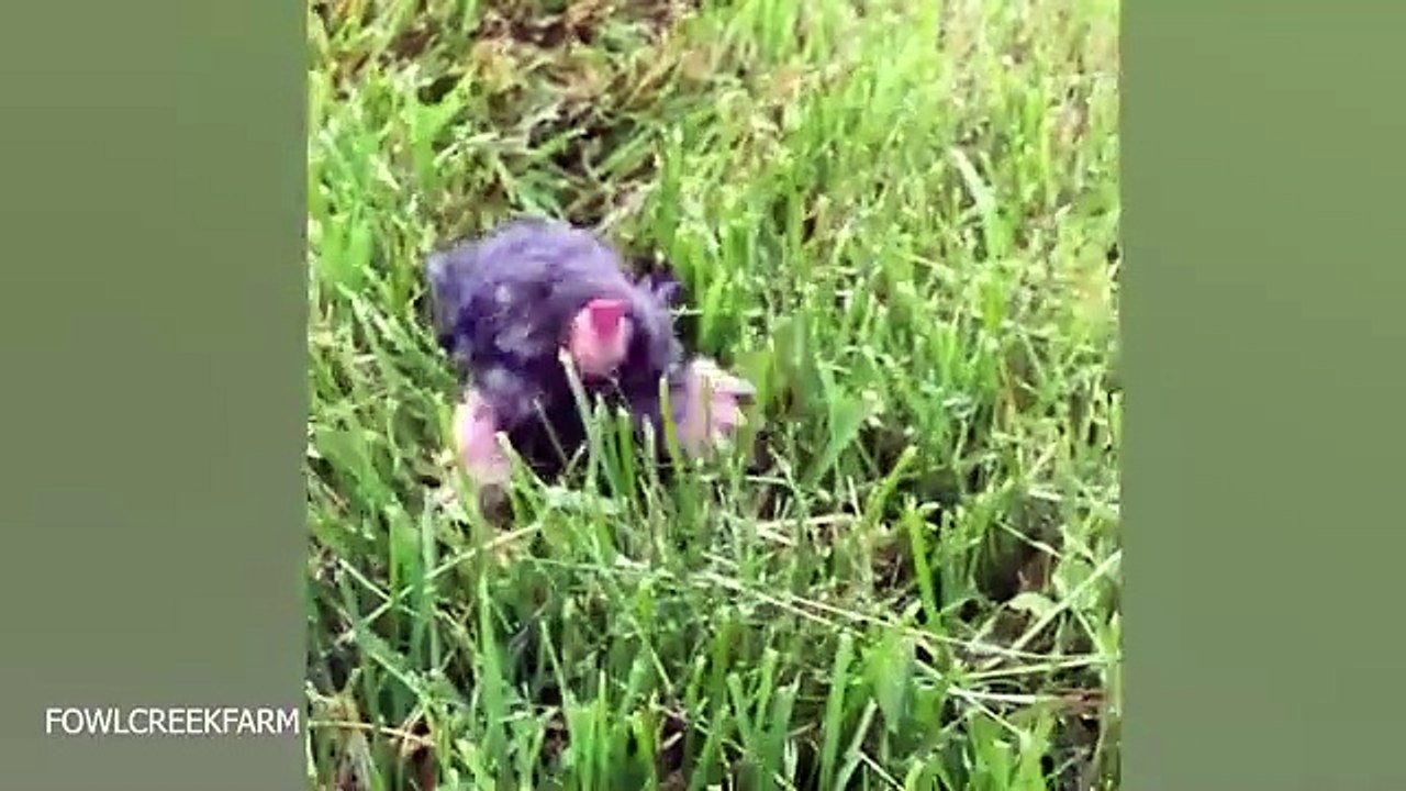 Funny Pet animals Short clips