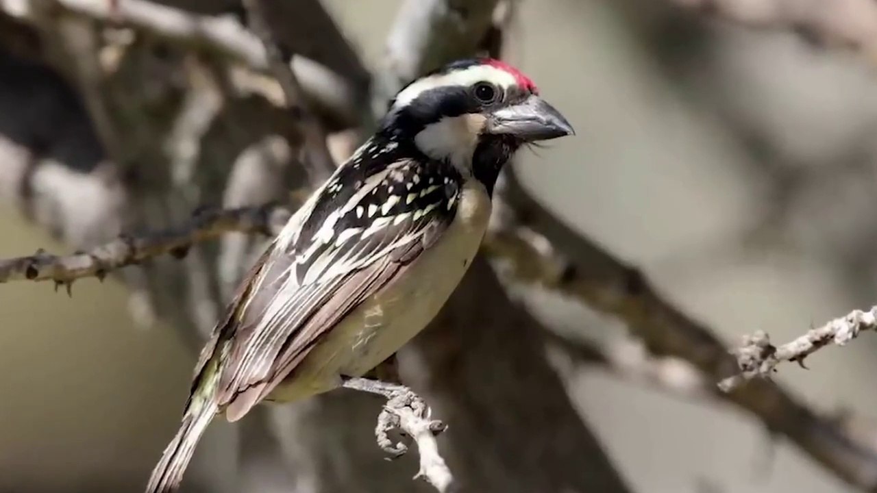 part 3 15_Most_Amazing_Nests_In_The_Animal_World!(720p)_3