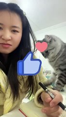 भावुक बिल्ली लड़की से प्यार करने लगीJazbati Bili Larki k Galy Lag Gai #viral #shorts #emotionalcats