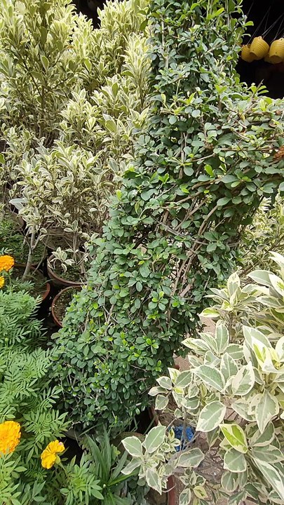 Plants greenery