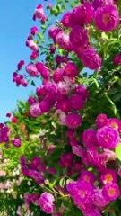 Surah Rehman❤Islamic video_bautiful religion_relaxation