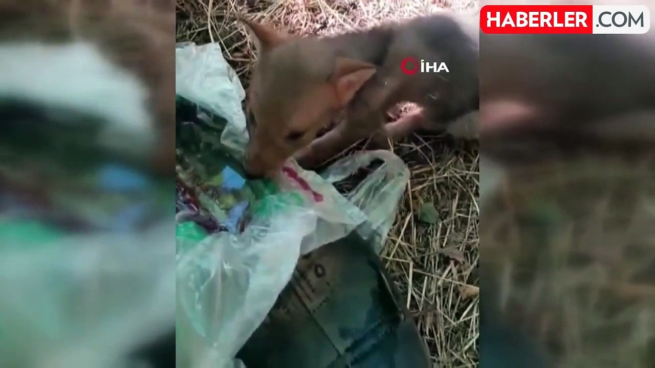 Bahçede bulduğu bitkin düşen tilki yavrusunu bakın nasıl besledi