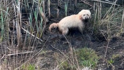 Tale of muddy fun: Golden doodle's irresistible temptation in the mud