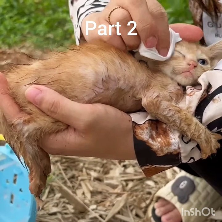 Part 2 cat heart touching video
