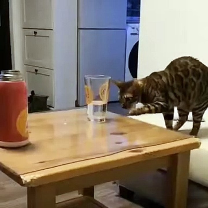 funny cat videos funny cat