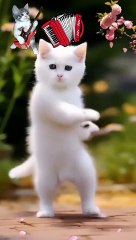 Beautiful cat amazing Dance