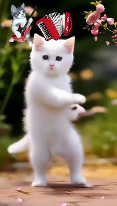 Beautiful cat amazing Dance