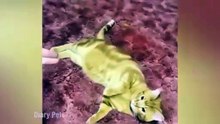 Funniest Animals 2024 New Funny Cats and Dogs Videos Part [TubeRipper.com]