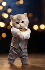 Beautiful cat amazing Dance