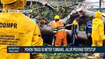 Akibat Diguyur Hujan Deras Disertai Angin Kencang, Pohon Tinggi 50 Meter di Cirebon Tumbang