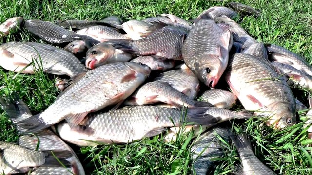 Как правильно сохранить и транспортировать пойманную рыбу? Хитрости Рыболова #1