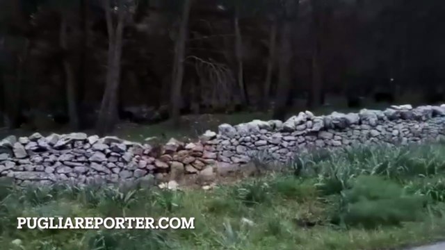 Branco di cinghiali zona Castel del Monte (Andria, Puglia)
