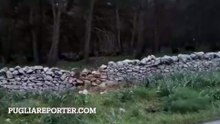 Branco di cinghiali zona Castel del Monte (Andria, Puglia)