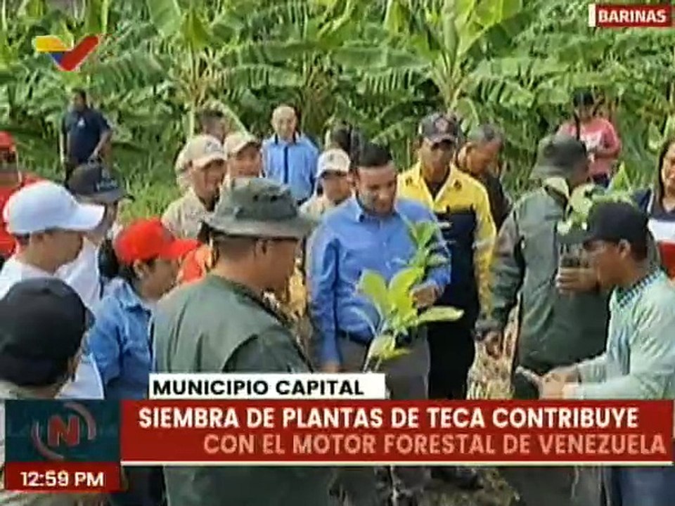 Plantan más de 10 mil especies de Teca en Fuerte Tavacare de Barinas