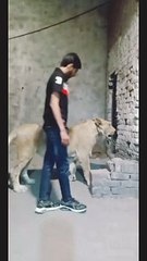 Lion king