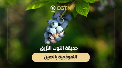 حديقة التوت الأزرق النموذجية بالصين
