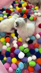 I was impressed to discover kittens can already escape the ball pit