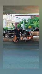 Cute dog travelling with owner on road