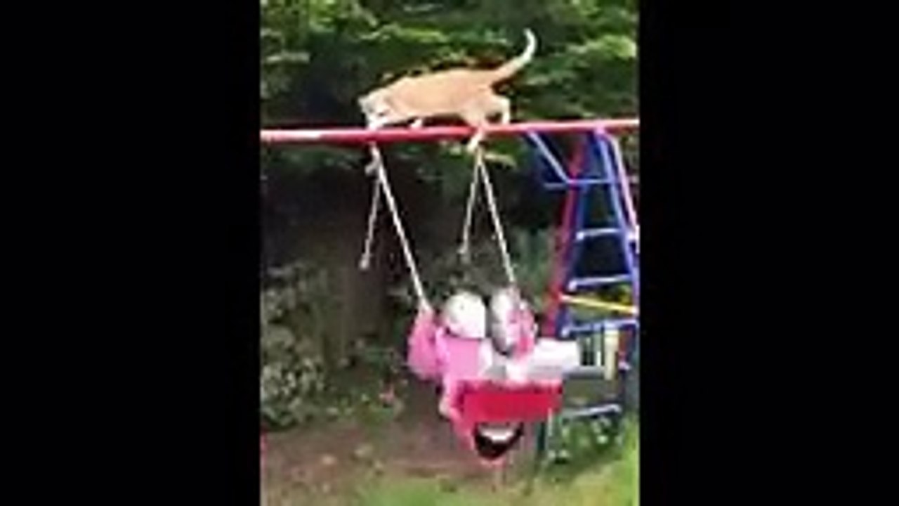 Wow new animals funny video