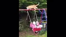 Wow new animals funny video