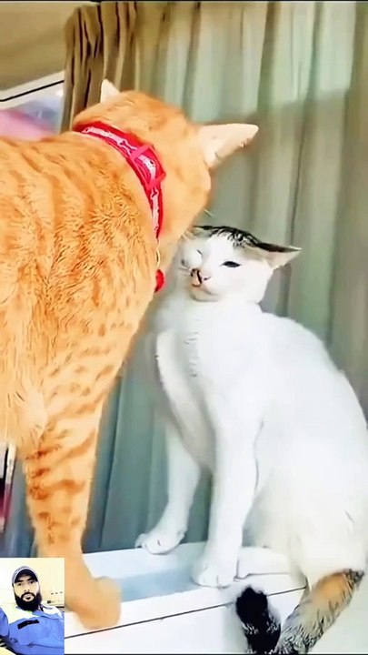 Funny cat's video 