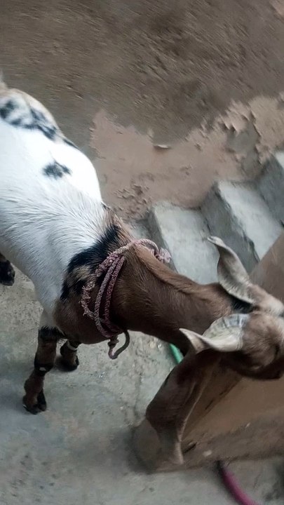 Bakra