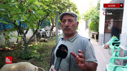 Elazığ'da sokak köpekleri koyun ve tavukları telef etti