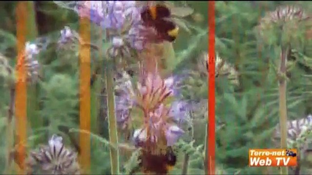 Une colonie d'abeilles a besoin de 20 à 30 kg de pollen par an !