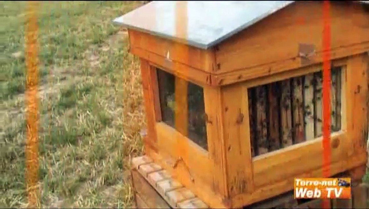 Abeilles, pollen et valeur économique, vous allez être surpris !