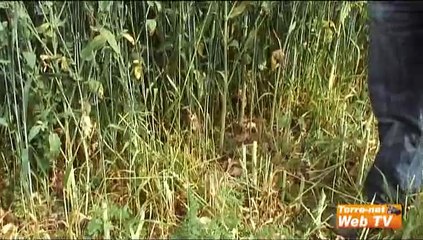 Associer les espèces pour se passer des herbicides : les résultats d'essais