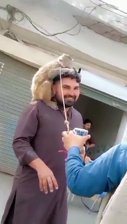 beautiful Monkey nice video