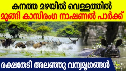 വെള്ളത്തിൽ മുങ്ങിയ കാസിരംഗ നാഷണൽ പാർക്കിൽ രക്ഷതേടി അലഞ്ഞു വന്യമൃഗങ്ങൾ| Kaziranga National Park
