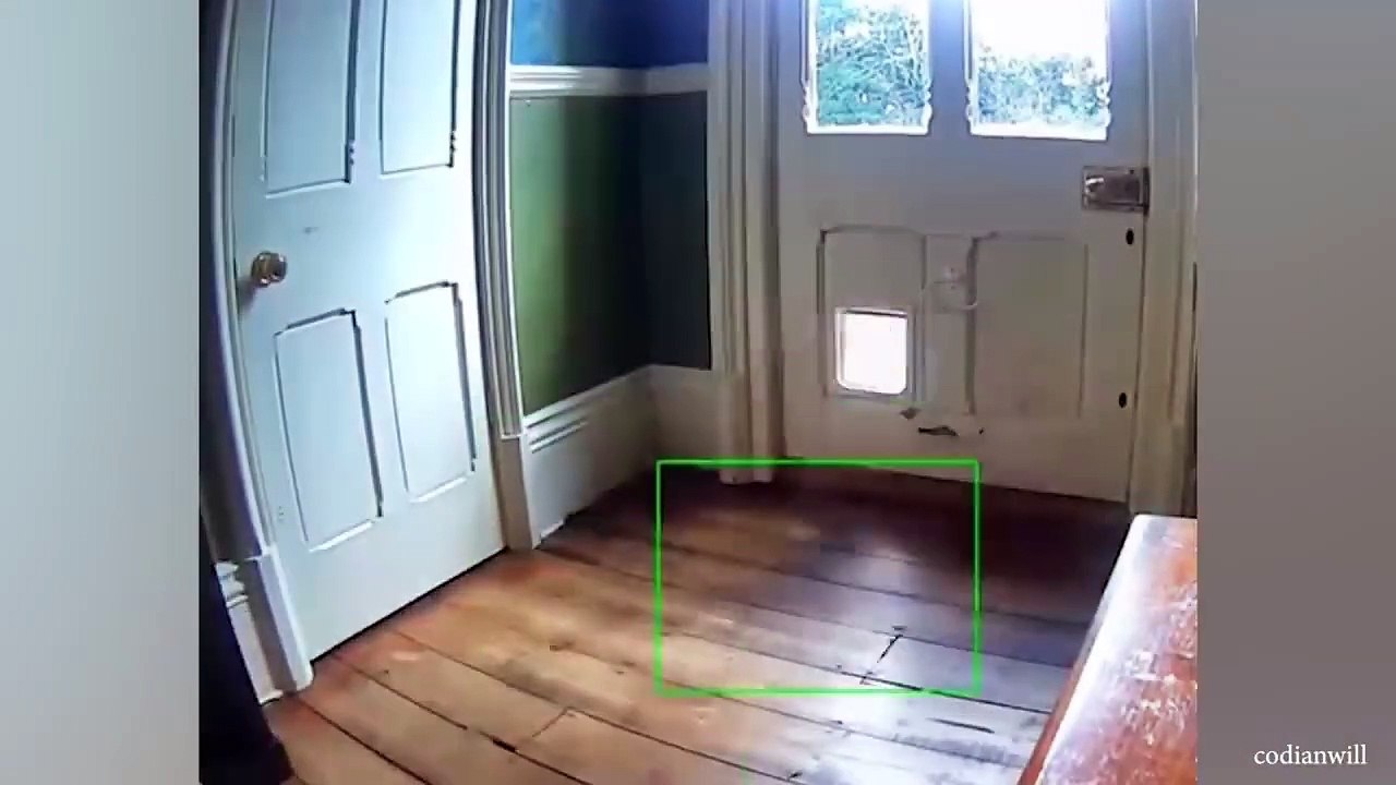 When you have Funny Cat in your house