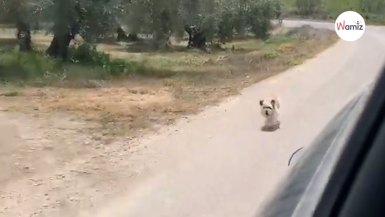 Hund rennt wie verrückt hinter Auto her. Als die Fahrer verstehen, bremsen sie sofort!