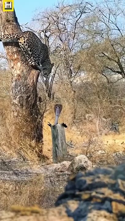 Funny video