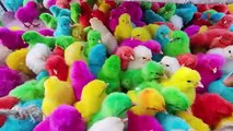 Baby hen chiks/cute chiks /hen farming