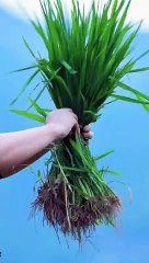 Hot Girl Planting Rice in the Field | Village Beauty and Farm Life