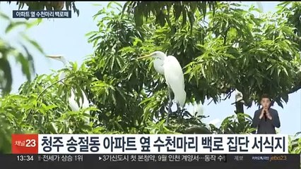 매년 봄 청주 찾는 불청객…백로 배설물·소음에 주민들 고통