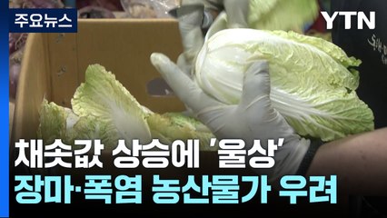 장마에 들썩이는 채솟값...소비자도 상인도 식당사장도 '울상' / YTN