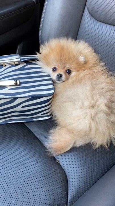 #animal #animals #nature #pet #cute #wildlife #love #dog #pets #photography #cat #cats #naturephotography #instagram #photooftheday #dogs #animallovers #instagood