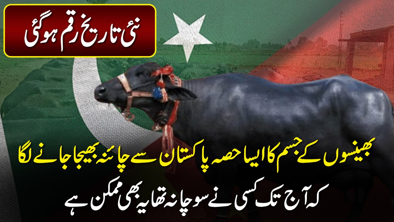 Nai tareekh raqm hogai, bhenso k jism ka Aisa hissa Pakistan se China bheja janay laga k aj tak kisi socha na tha ye b mumkin hai