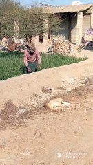 prank on dog of fake wolf 19 #viral #funny #shorts #comedy