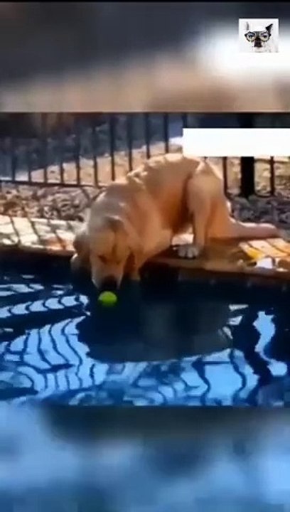 fun animals - cats and dogs funny videos  Веселые животные - смешные видео о кошках и собаках