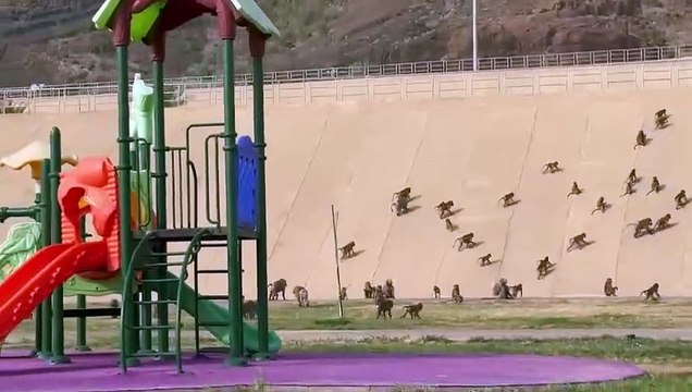 فيديو.. عشرات القرود تهاجم متنزه مطل البلدية بمحايل وتثير الرعب بين الزوّار
