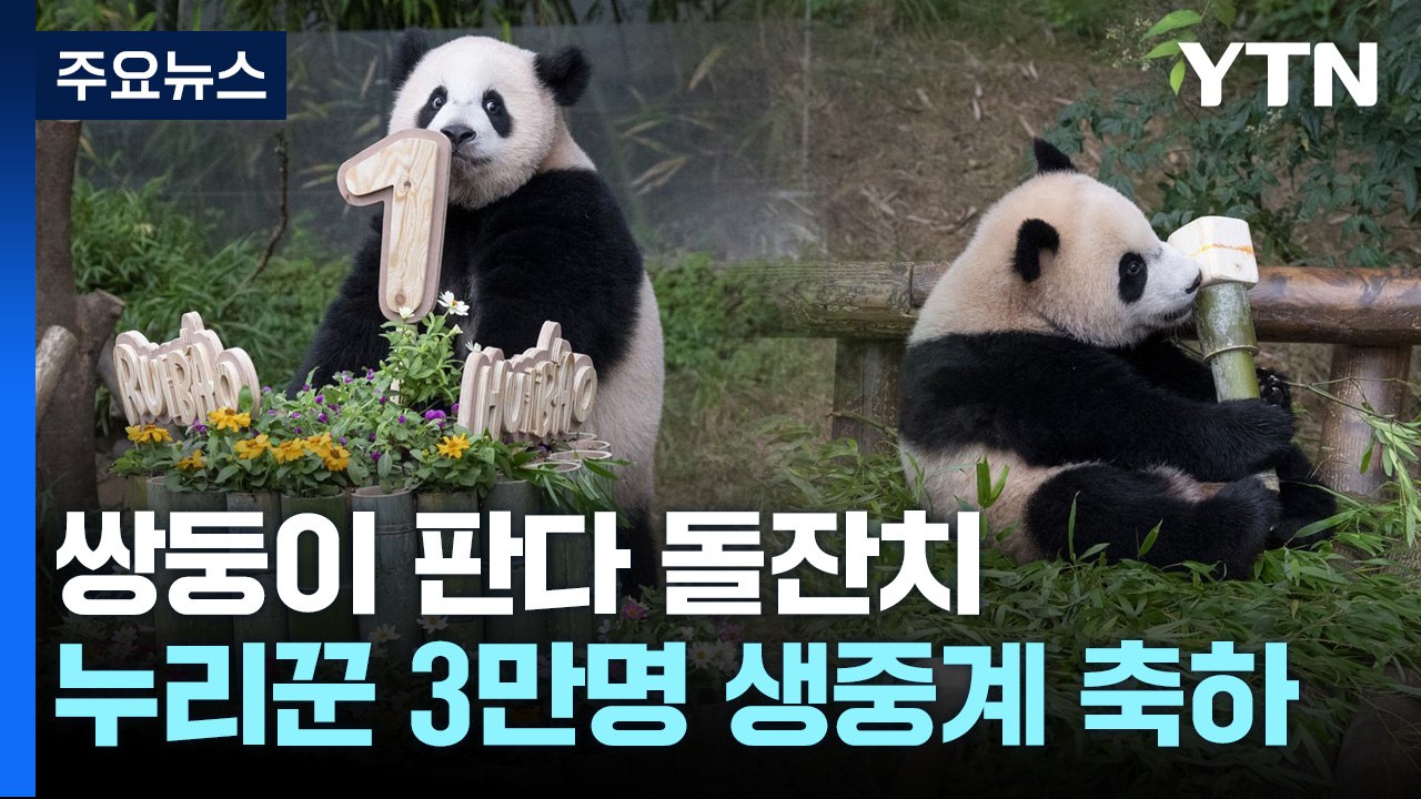 푸바오 동생 쌍둥이 판다 자매 첫돌...돌잡이 선택은? / YTN