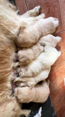 La têtée à 5 semaines