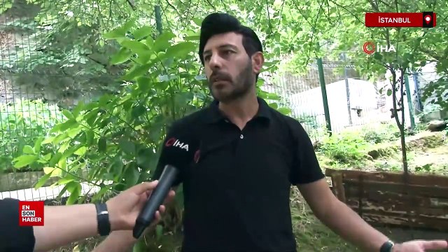 Beykoz'da başıboş sokak köpekleri mahalleliyi canından bezdirdi