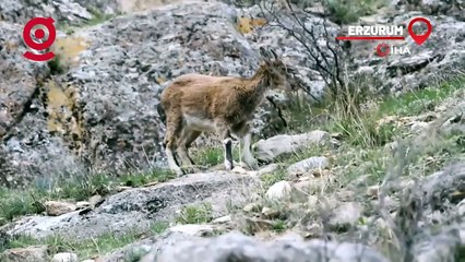 Erzurum'da yabani dağ keçileri görüntülendi